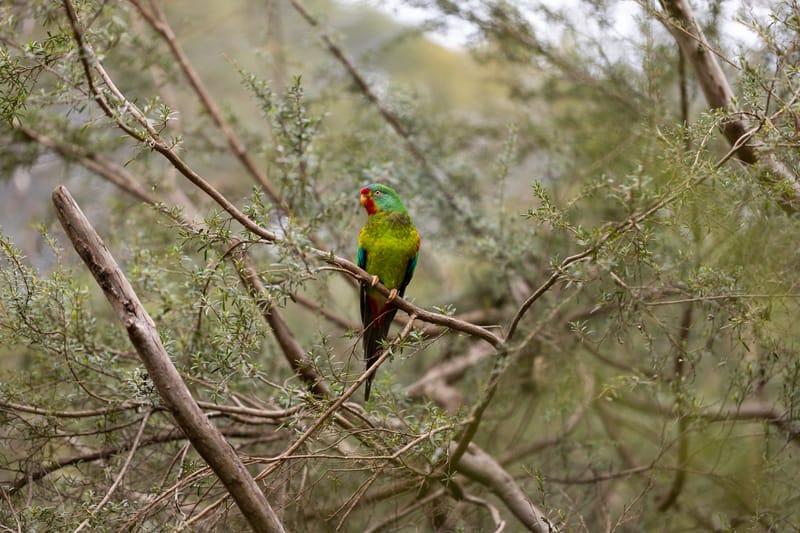 Swift parrot