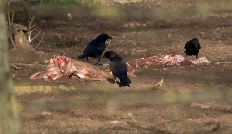 Crows scavenging
