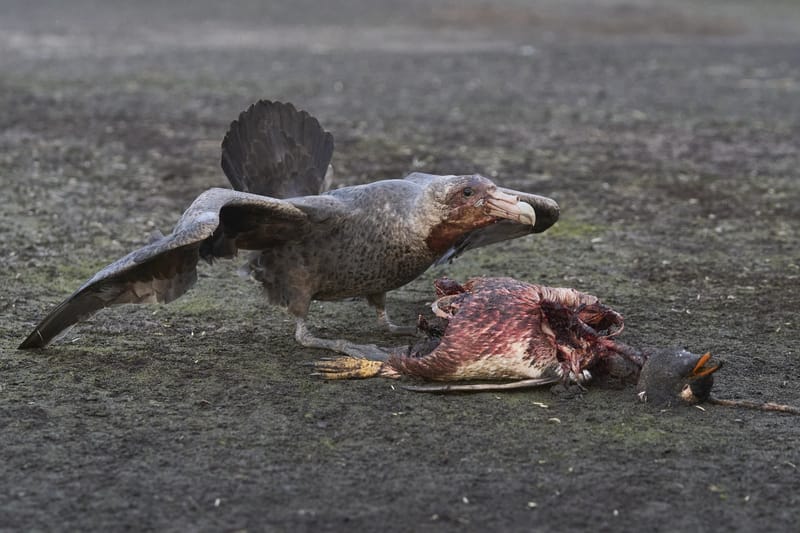 Giant petrel