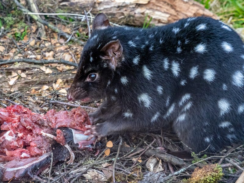 quoll scavenging