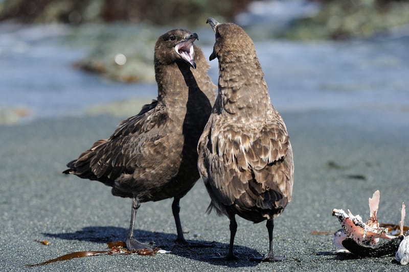 Skua fighting