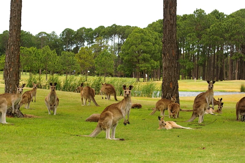 Kangaroos o golf course