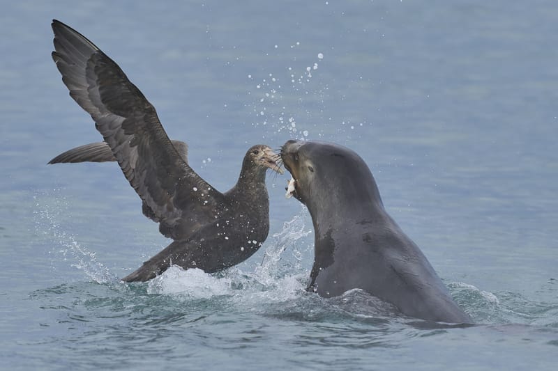 petre; and sea lion