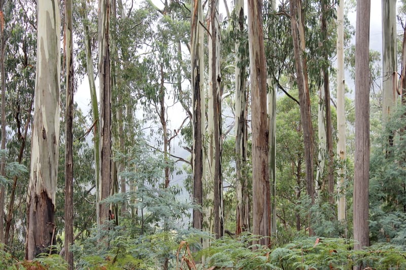 Eucalyptus forest in the Victorian High Country