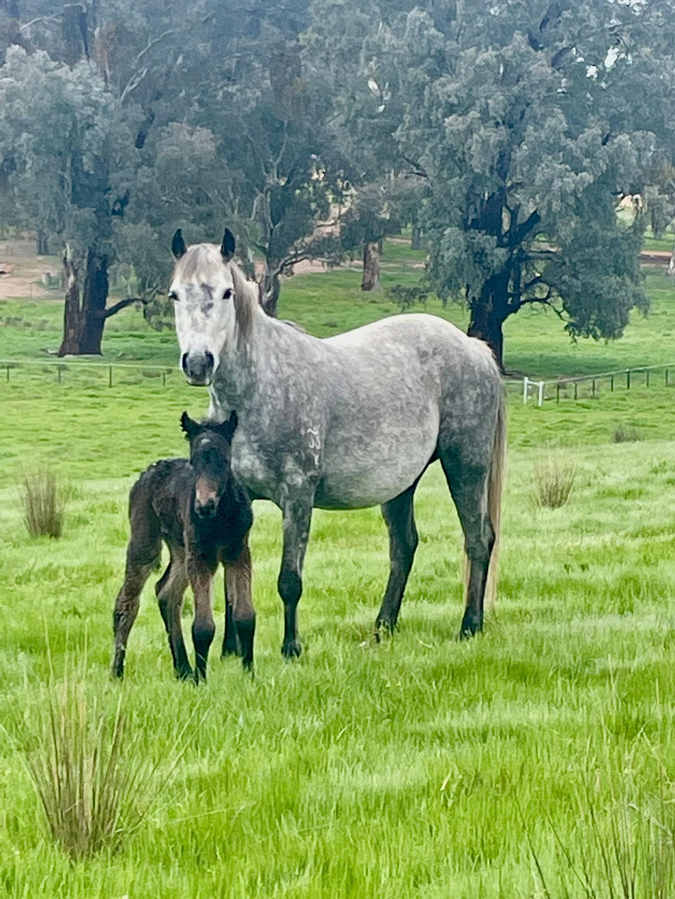 Brumbies at Umbango