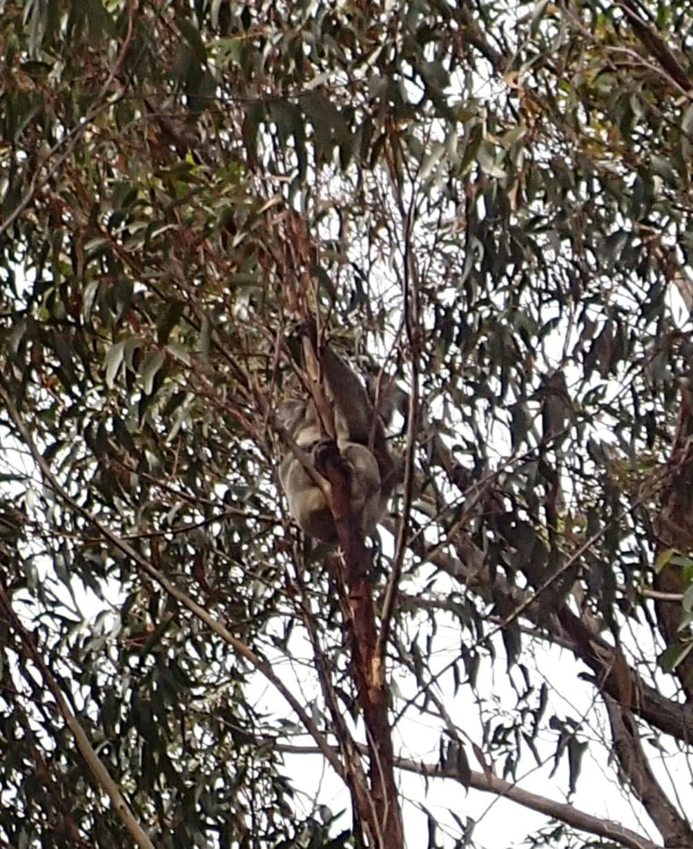 Koala NSW/ Vic