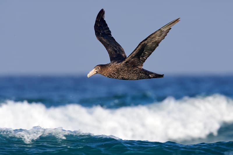 Giant petrel