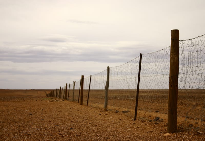 Dingo fence
