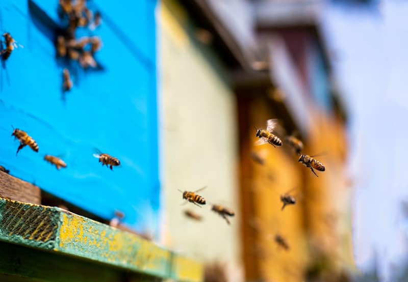 honeybees