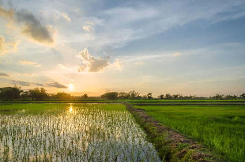 rice field