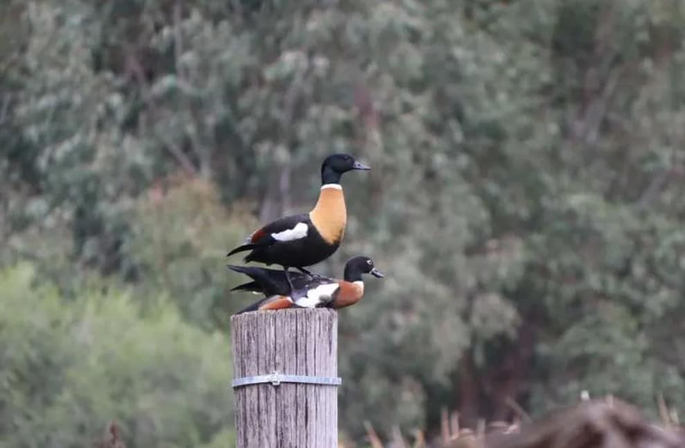 Australia on High Alert: H5N1 Detection in Wild Non-Migratory Bird Raises Concerns