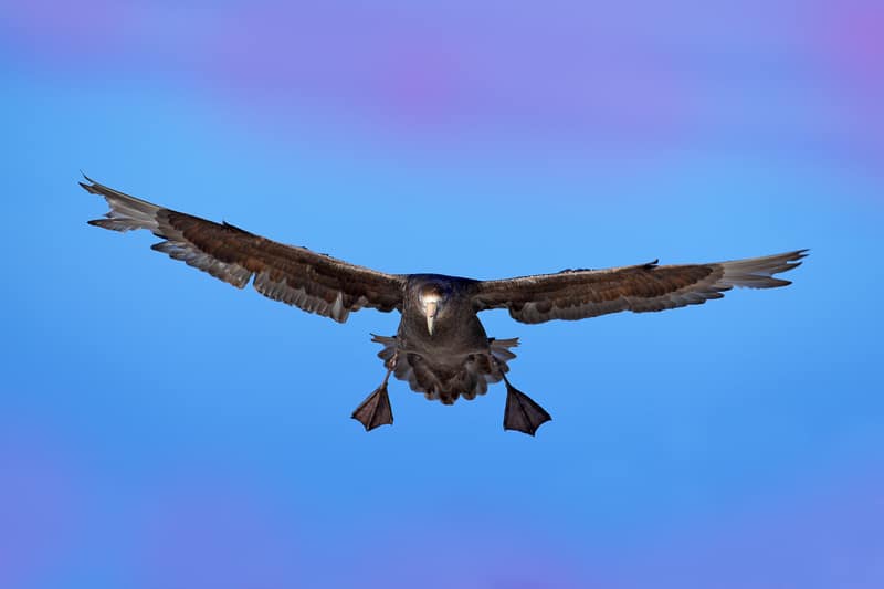 Giant Petrel Falkland Islands