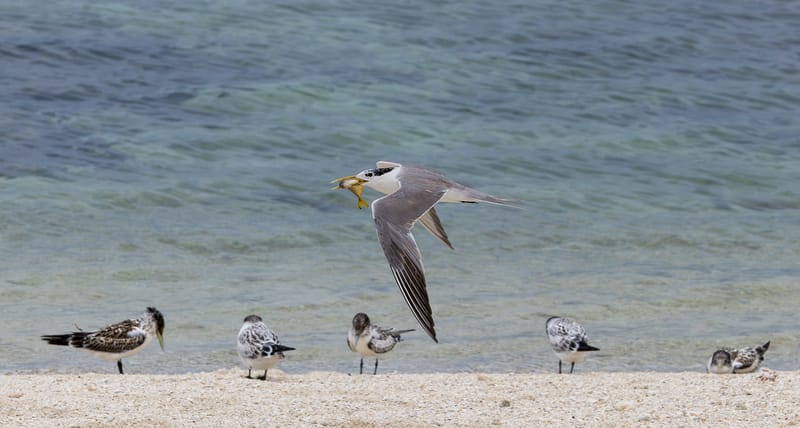 Greater crested tern