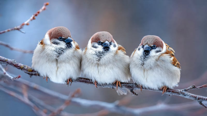 sparrows