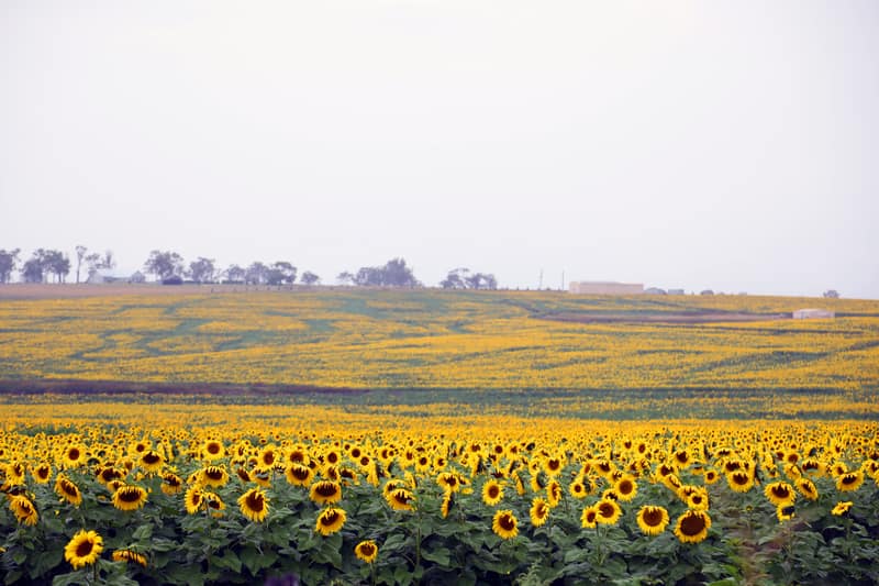sunflowers on the Darling Downs