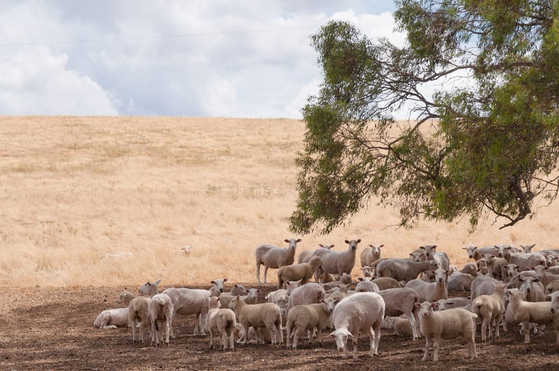 Sheep under a gum tree
