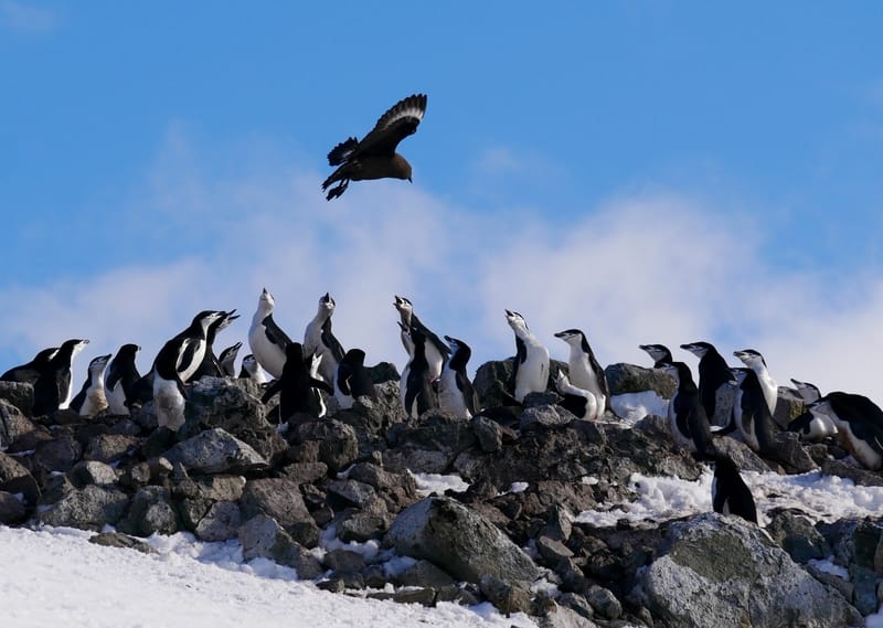 Brown Skua hunting