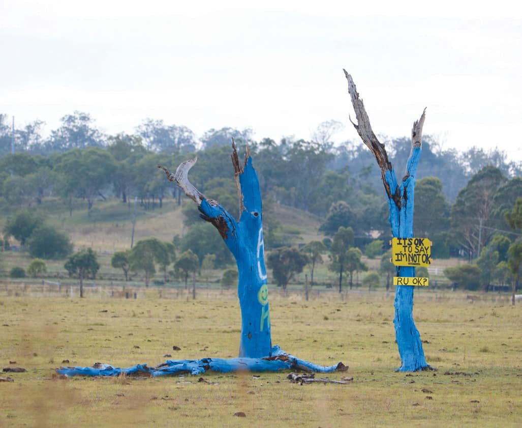 Cambooya's Blue Tree turning heads I Australian Rural & Regional News