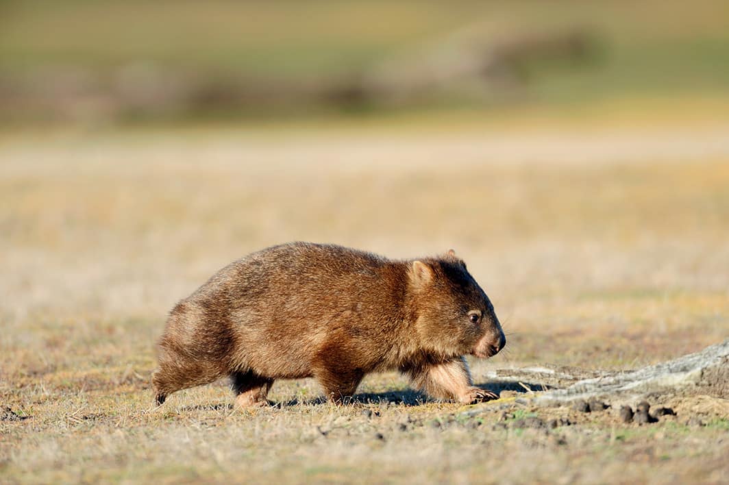 wombat