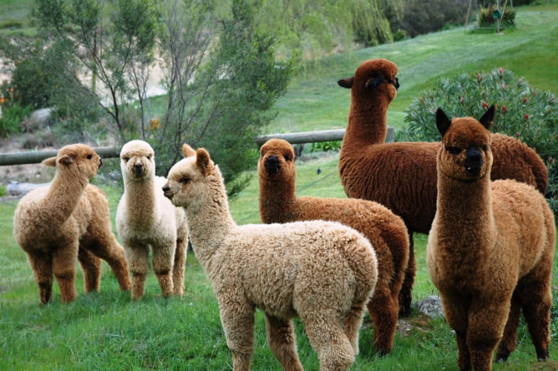 Alpacas