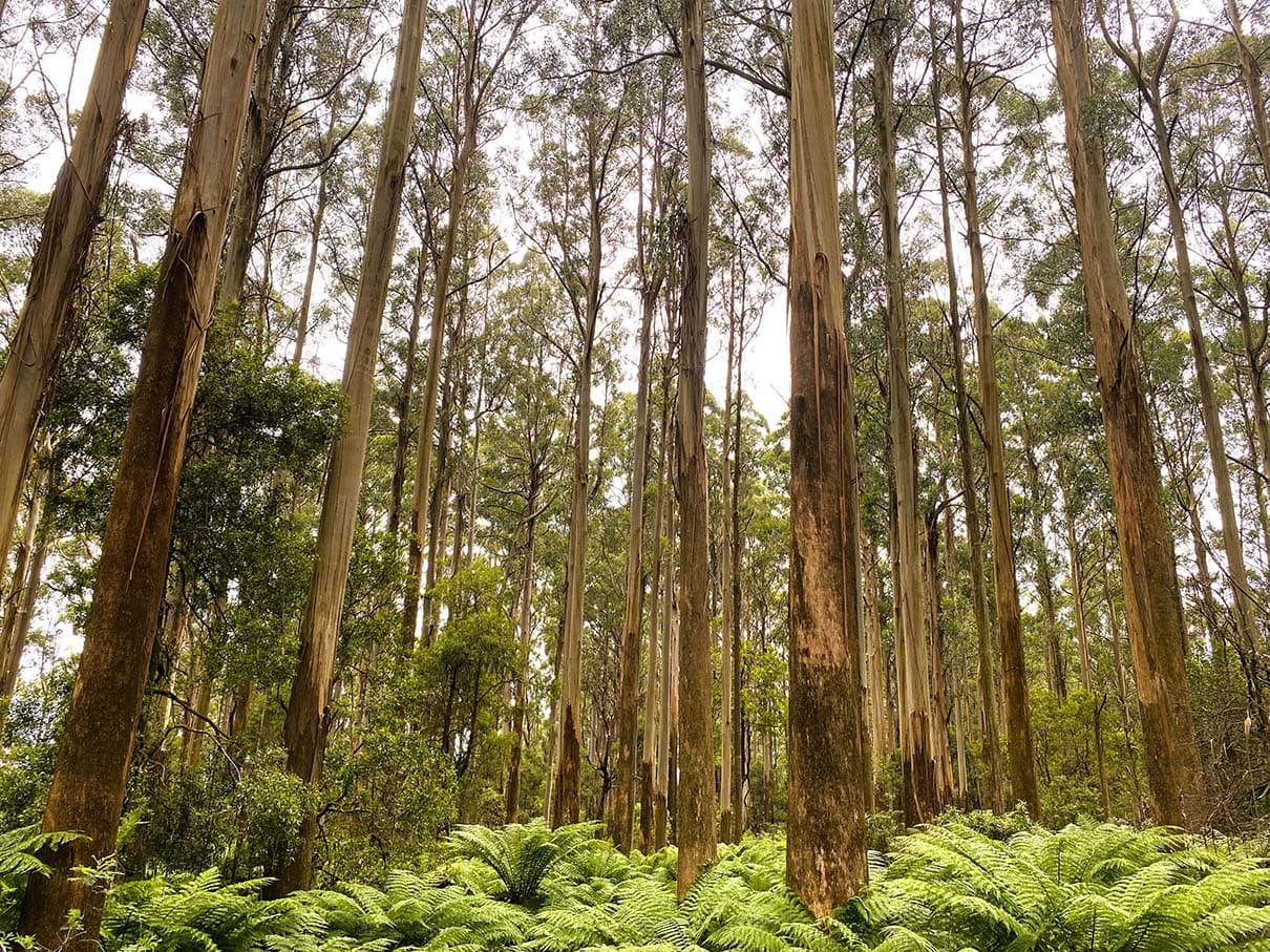 Regrowth Mountain Ash forest at Toolangi