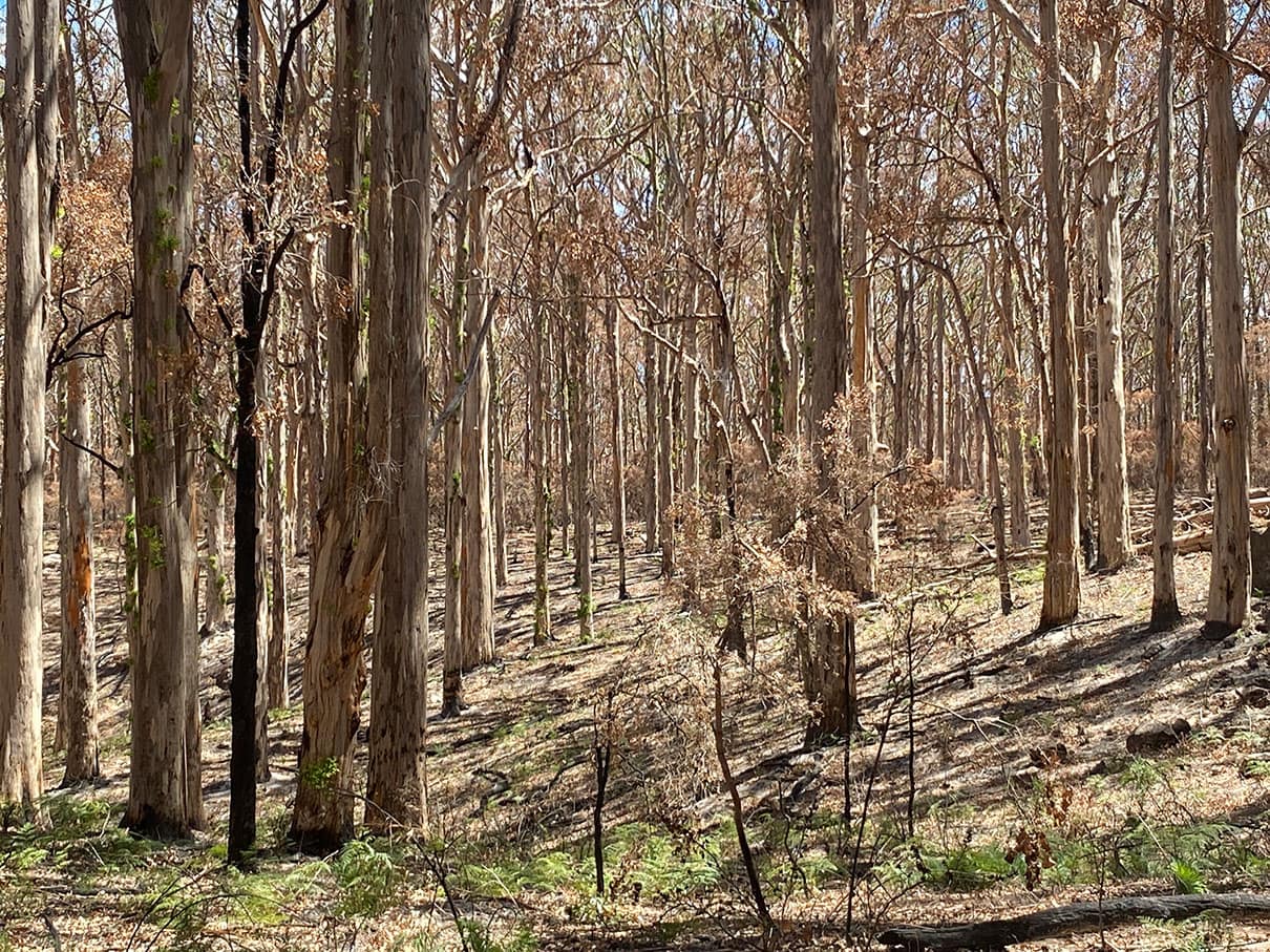 Boranup Forest