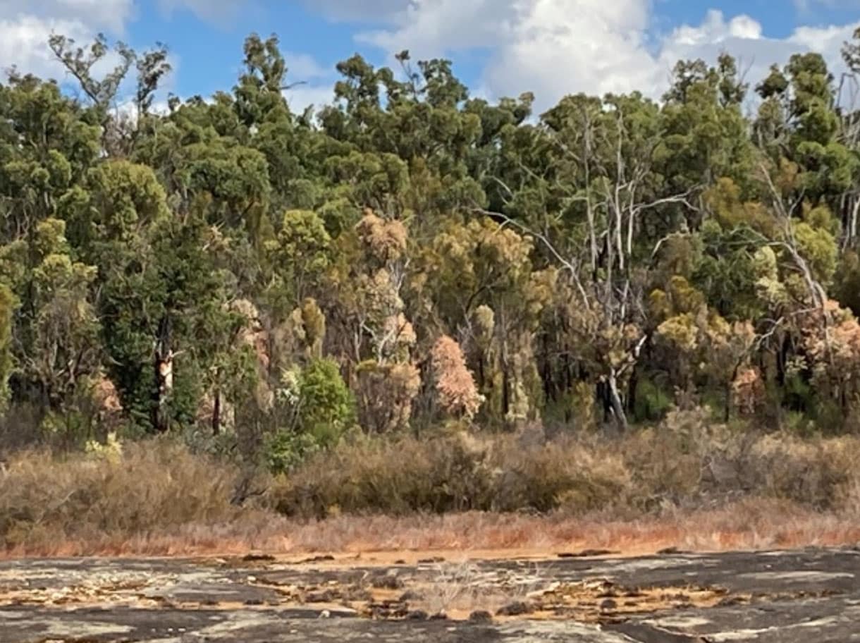 drought-scorched trees