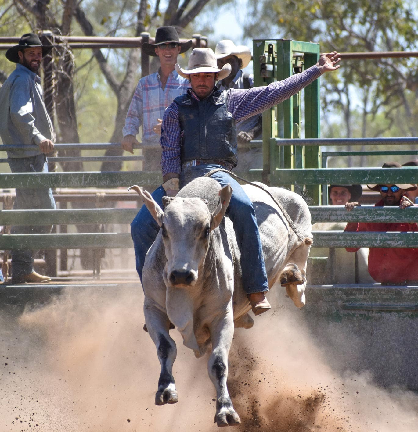 Bucking broncos at Borroloola Rodeo I Australian Rural & Regional News