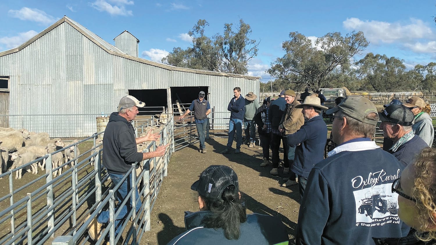 Sheep workshop
