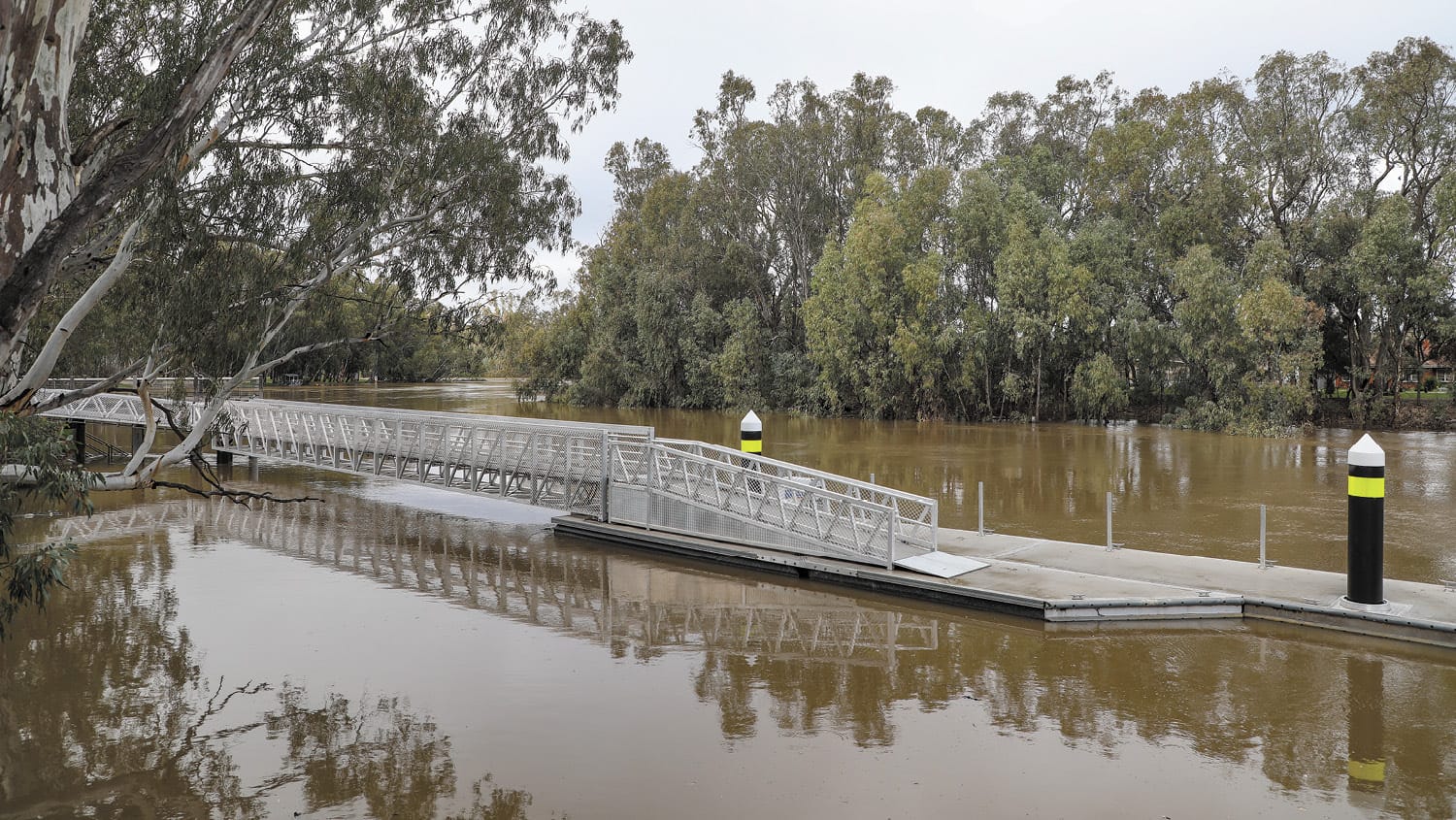 Murray River on the rise