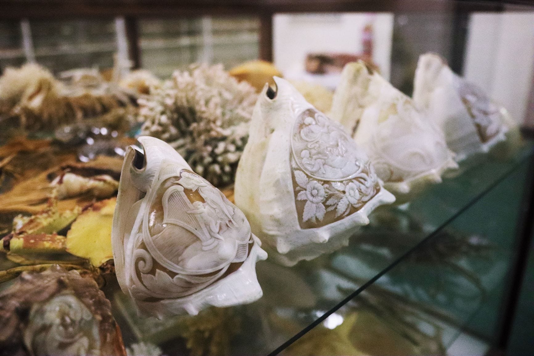 Shell Museum
