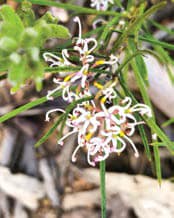 Small-flowered grevillea