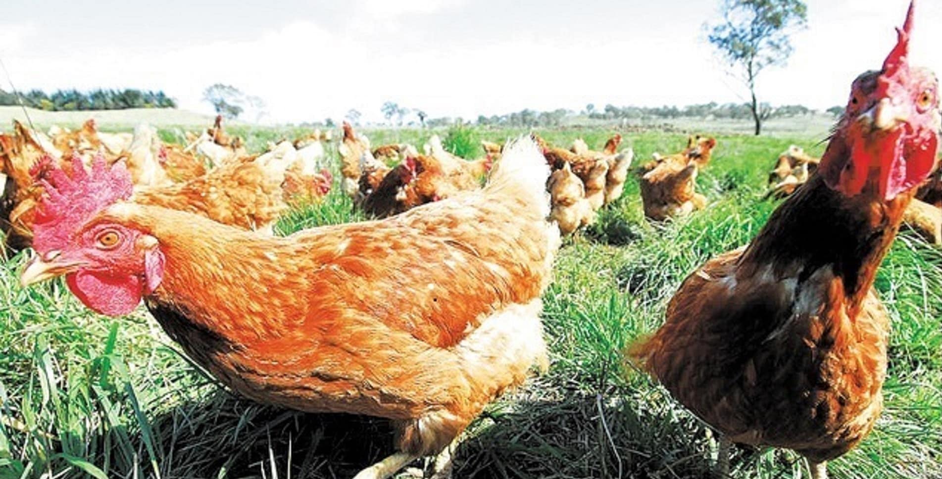 Free range chooks