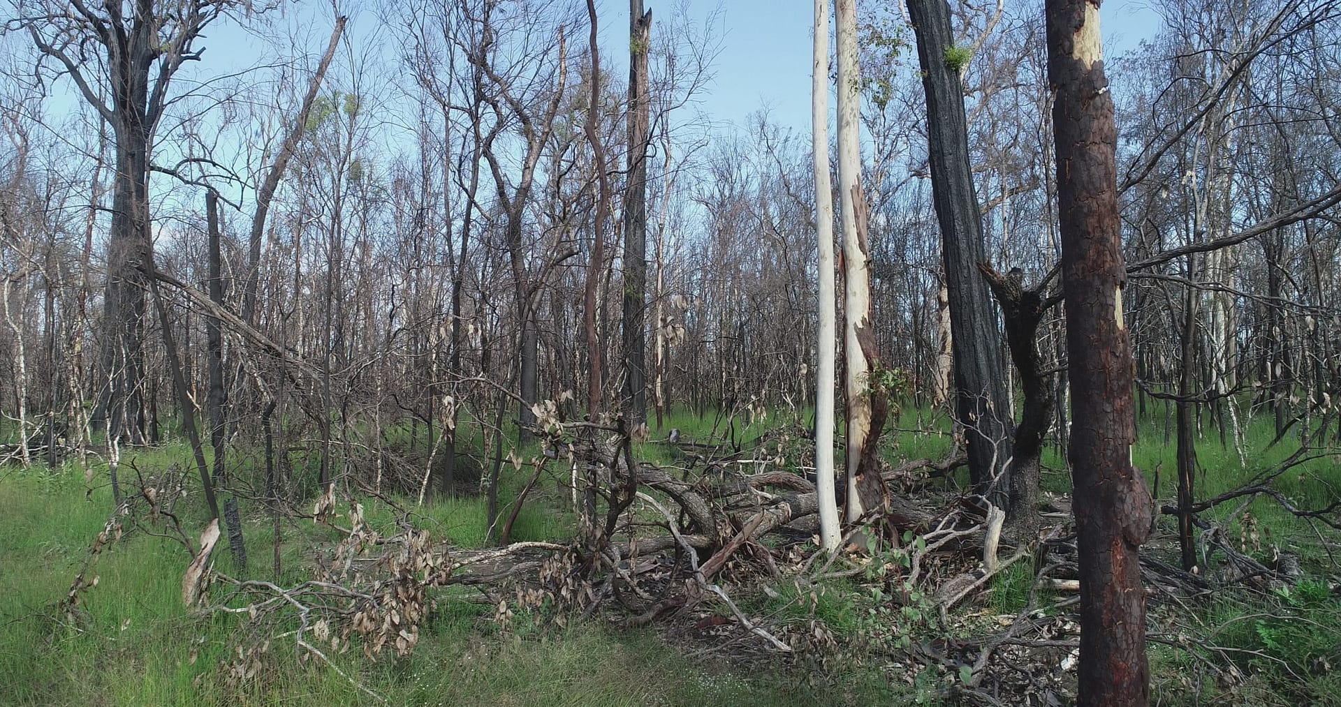 Myrtle State Forest