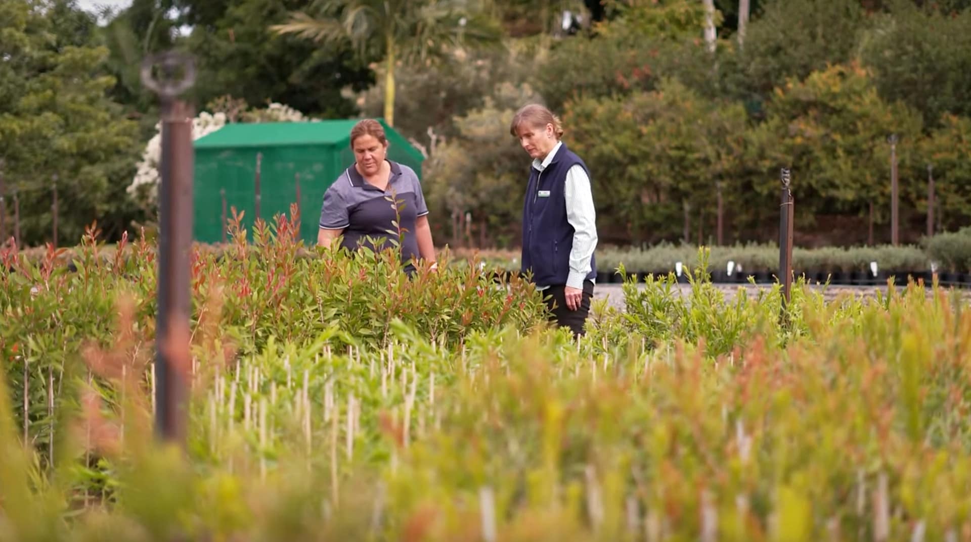Mt Nathan nursery