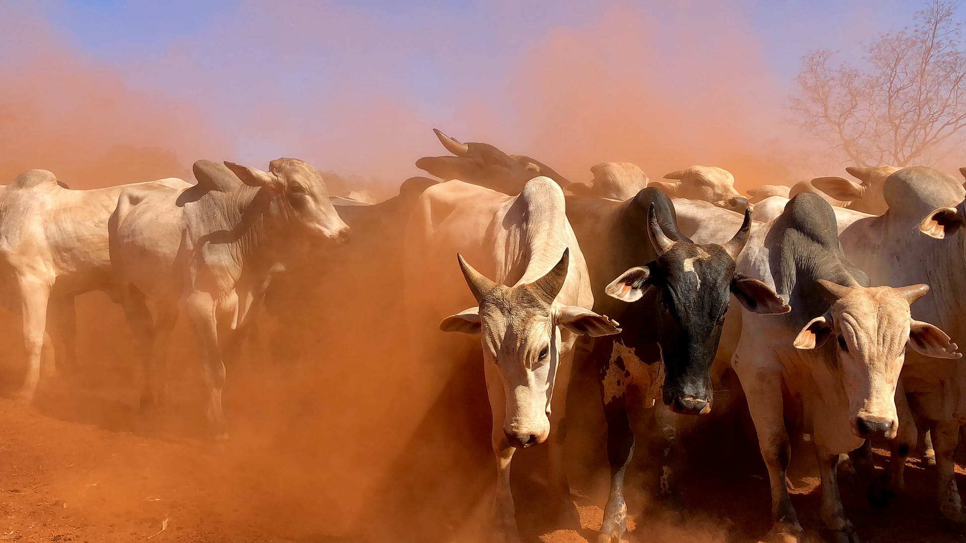 Brahmans