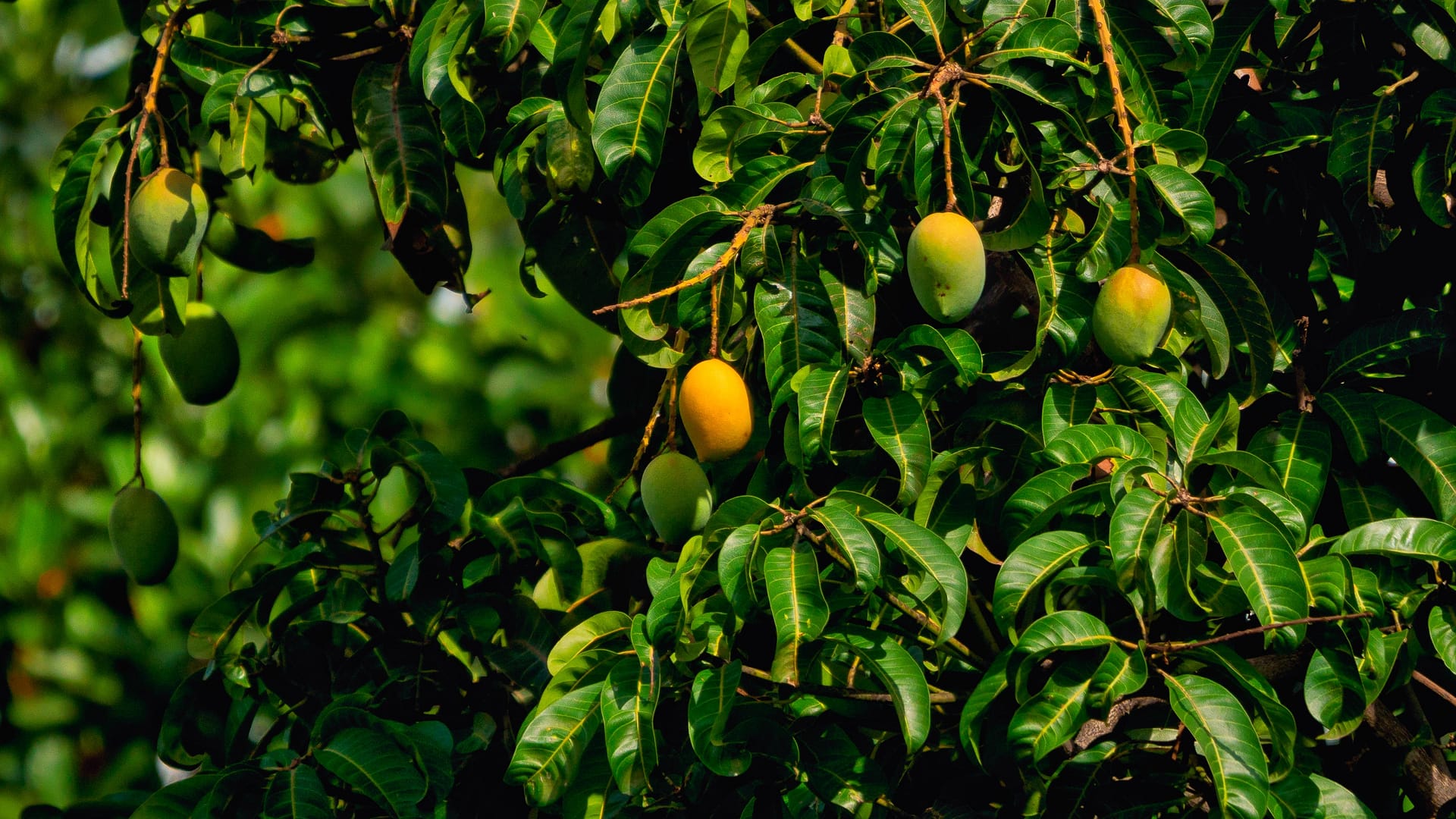Mango tree