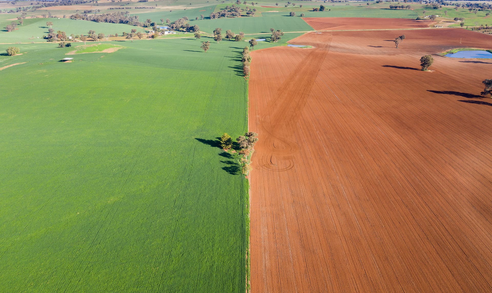 Farmland at Cowra. Photo: Bjeayes