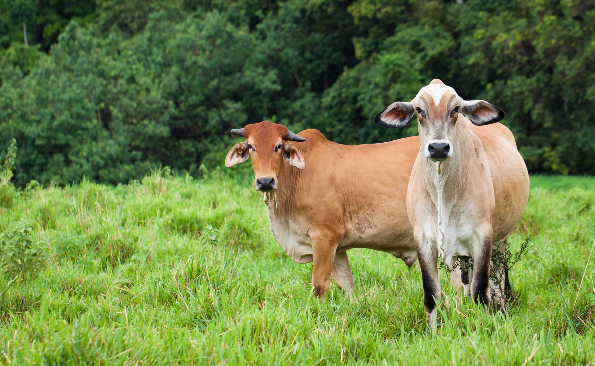 Qld cattle