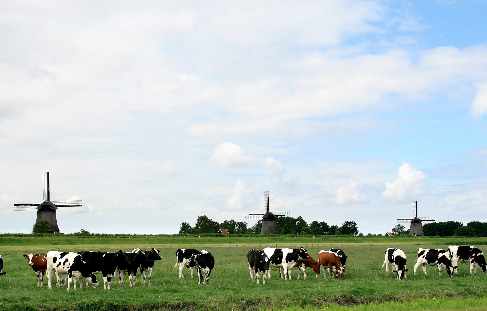 Farm in Holland. Photo: Wessel Cirkel