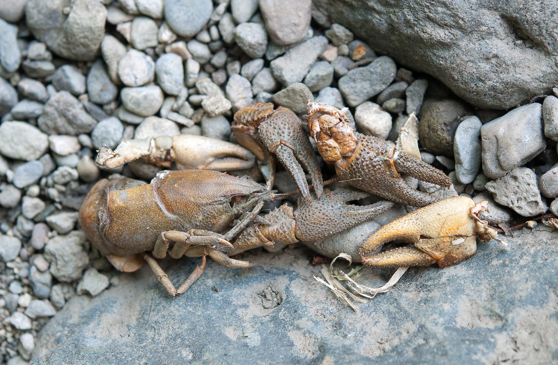 Yabby