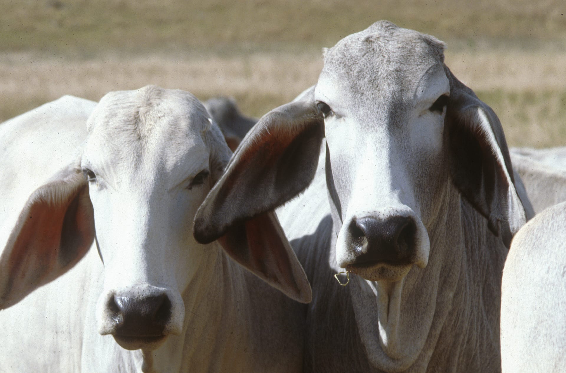Cattle