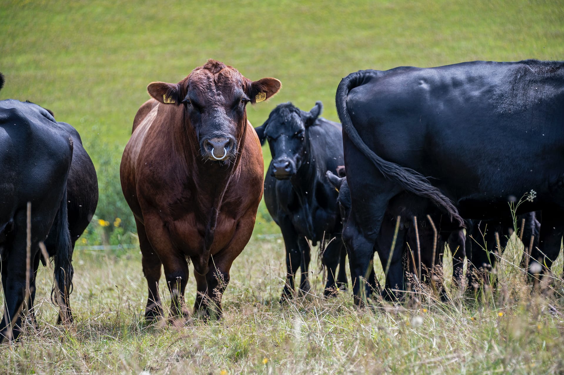 Cattle