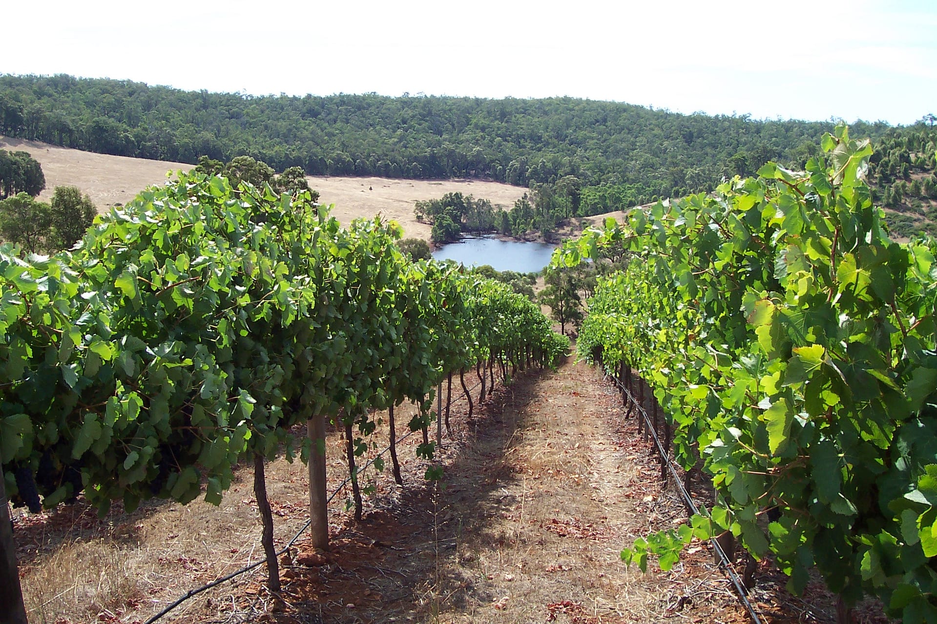 Vineyards