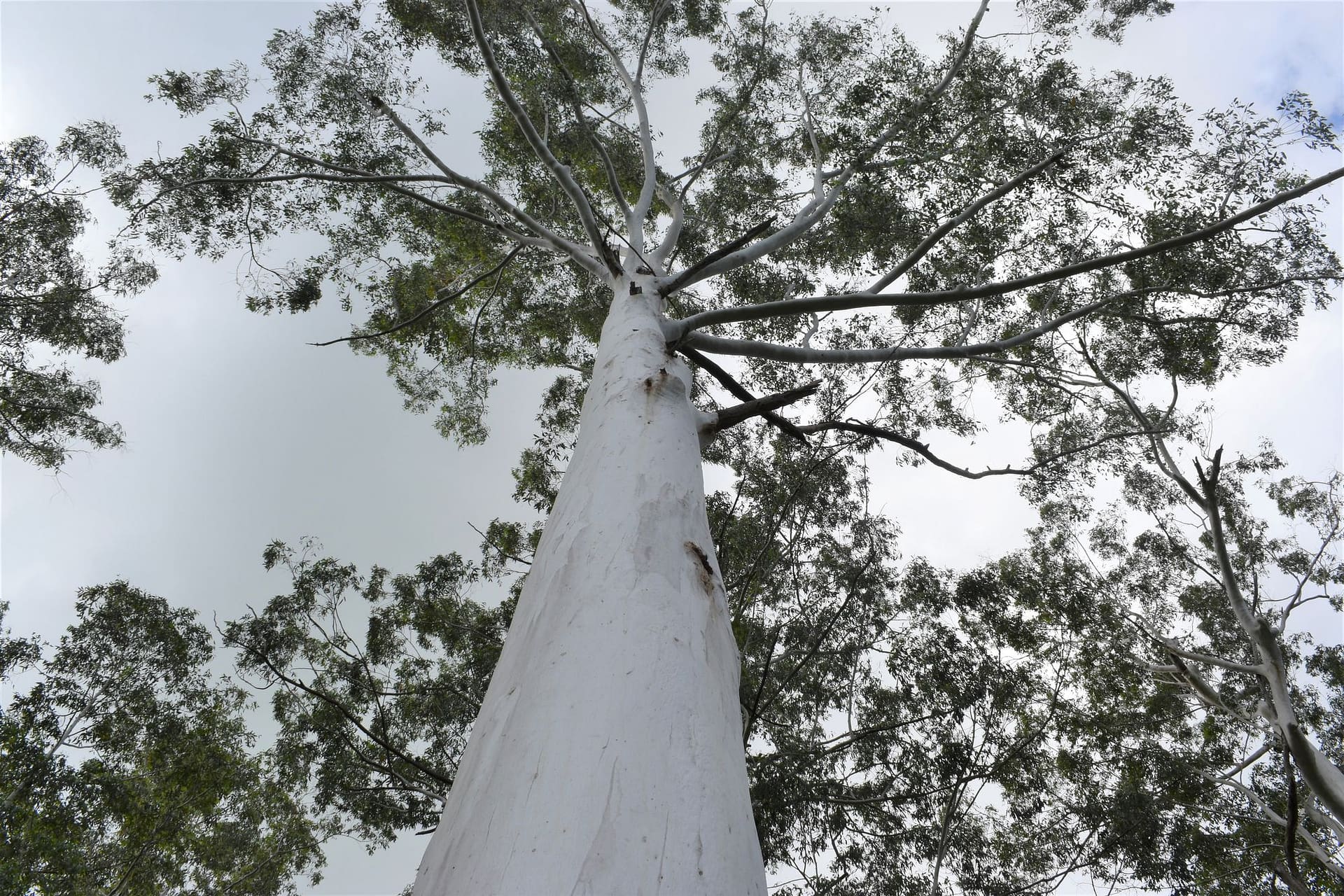 Tall gums stretch to the sky