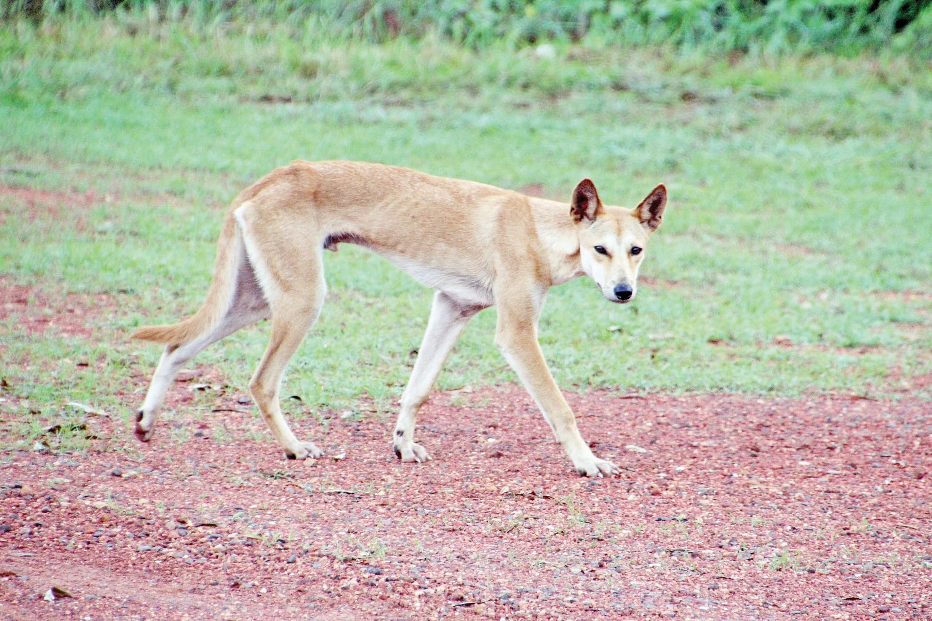 Dingo