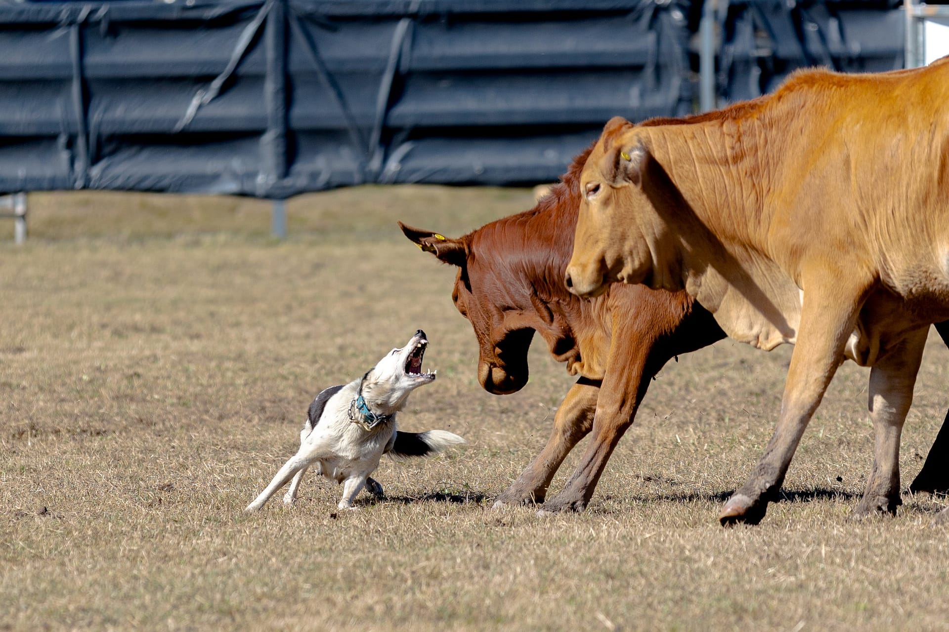 Dog trial