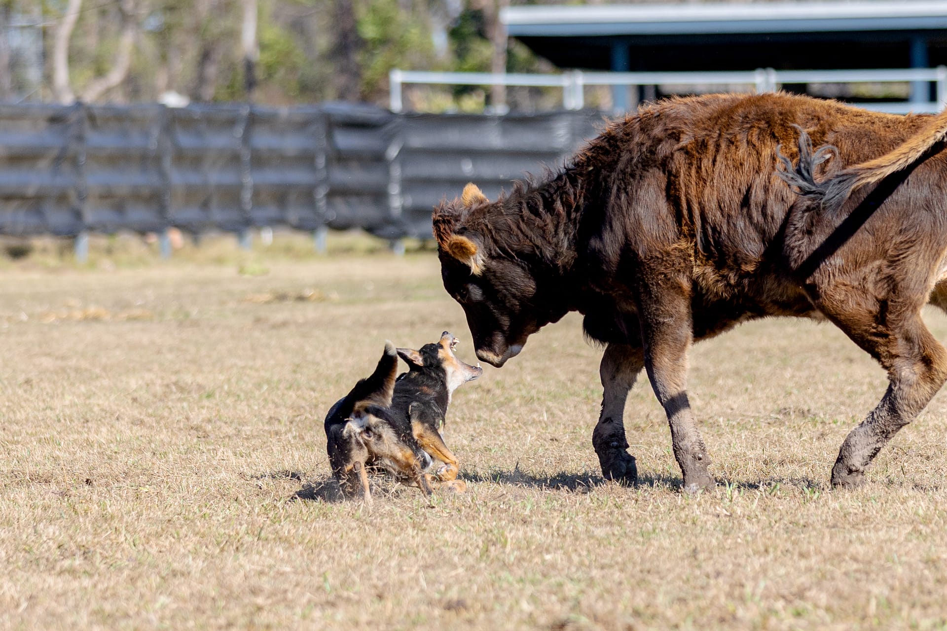 Dog trial