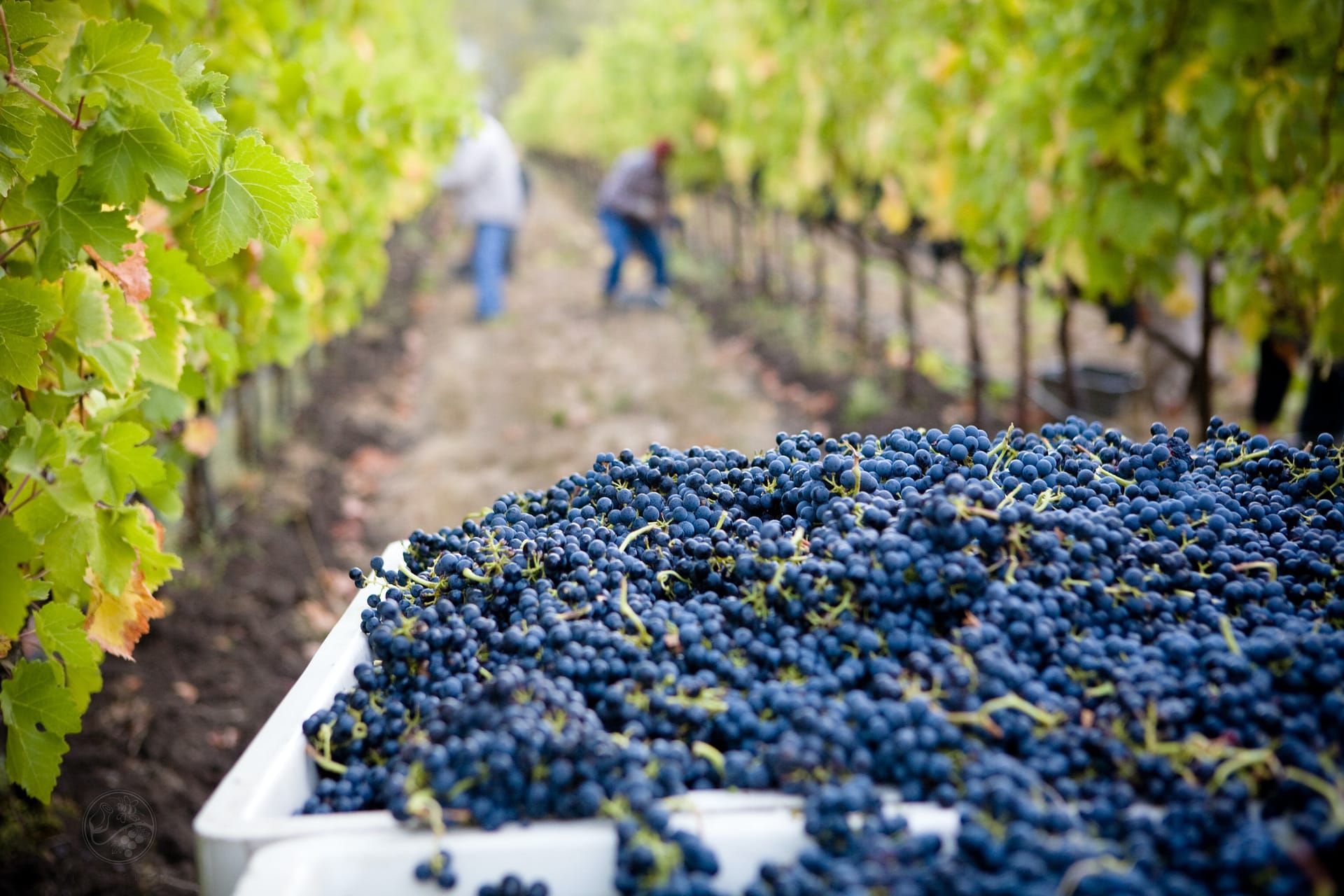vineyard workers