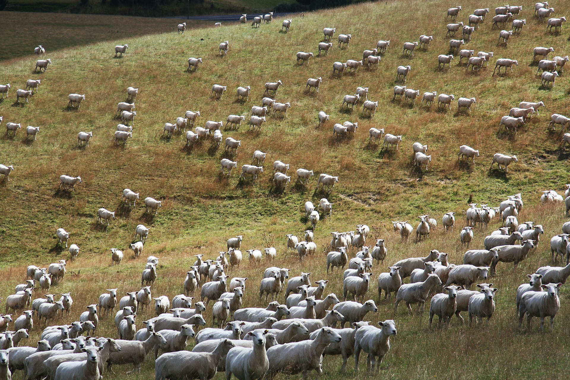Flock of sheep